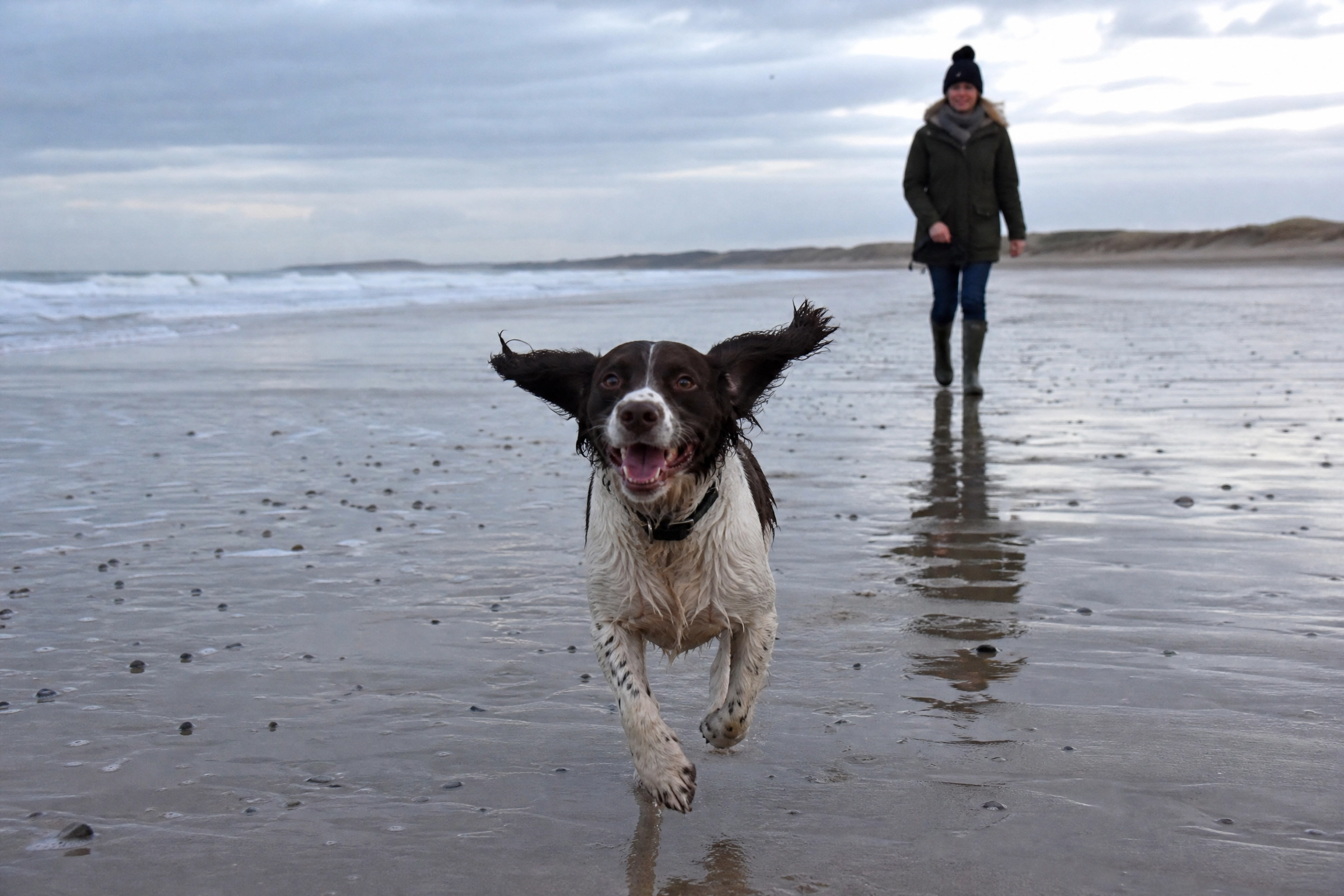dog_beach_walk