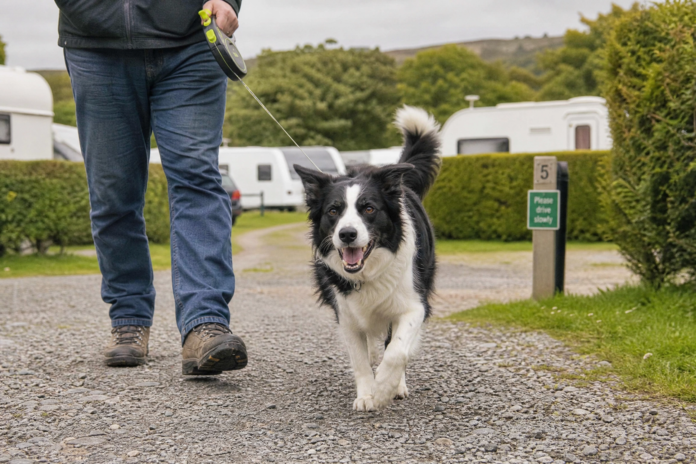 dog_campsite_walk