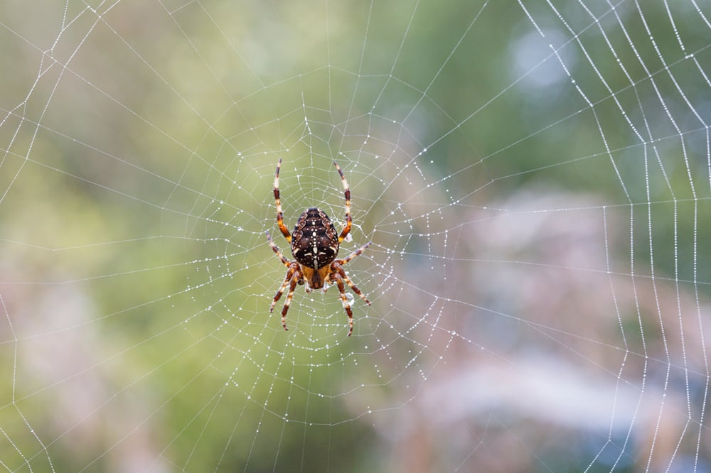 shutterstock_1192413421