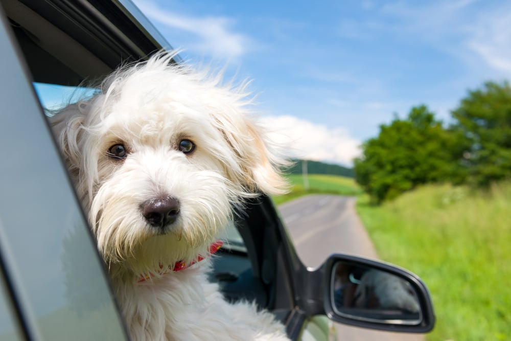 shutterstock_442132132